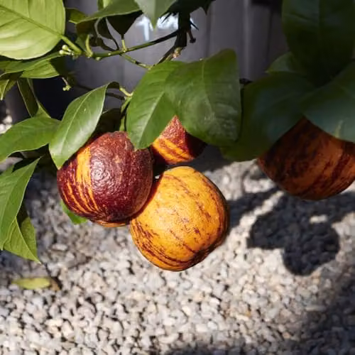 Thompson and Morgan Blood Meyer Orange Arcobal Citrus Fruit Tree, 2 x 3 Litre Pots – 2