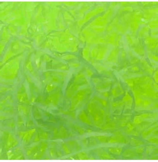 KDMD Lime Green Shredded Tissue Paper, 25g, 10 Pack