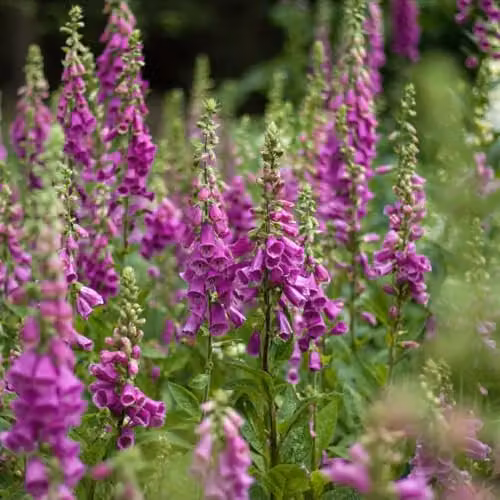 Thompson & Morgan Foxglove Digitalis purpurea Hardy Biennial Purple Wildflower Seeds, 2900 Seeds