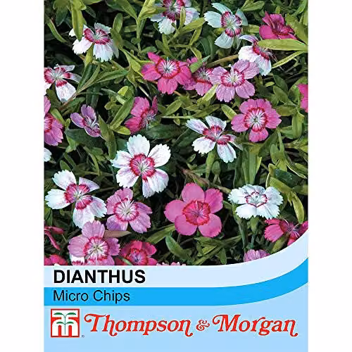 Thompson and Morgan Dianthus Micro Chips Hardy Perennial Carnation Flower Seeds, Pink and Green, 80 Seeds – 2