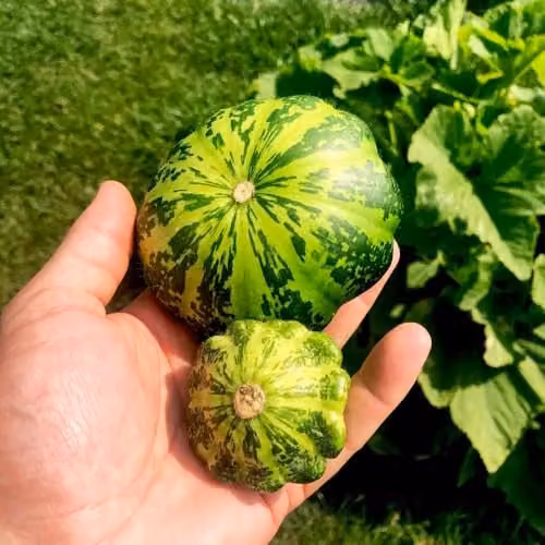 Thompson & Morgan Patty Pan Squash Green Disc F1 Vegetable Seeds, 25 Seeds per Packet