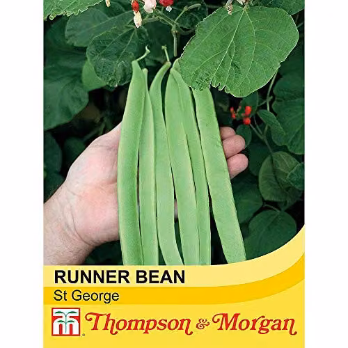 Thompson and Morgan St George Runner Bean Seeds, 40 Seeds per Packet – 2