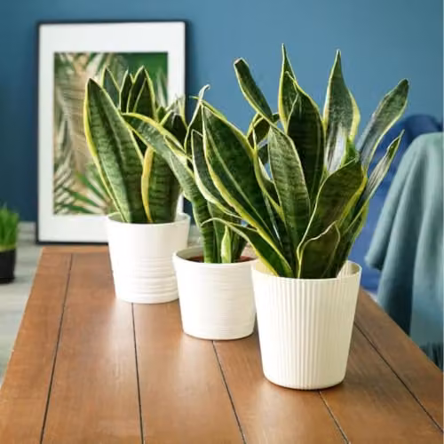 Thompson & Morgan Sansevieria trifasciata Mother-in-Law's Tongue Succulent Plant with Gold Variegated Edges in a 19cm Pot – 4