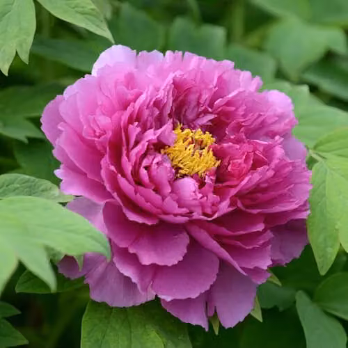 Thompson & Morgan Tree Peony Purple Large Double Flowering Ornamental Shrub, 2 x 12cm Pots – 1