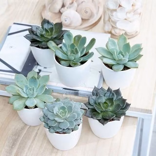 Primrose Echeveria Hen and Chicks Succulent Starter Collection of Indoor Plants in Green Plastic Pots, W/D/H: 6 x 6 x 6 cm – 1