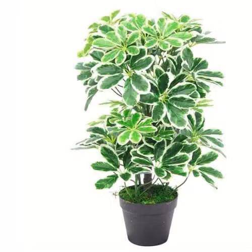 Leaf Design UK Variegated Artificial Schefflera Arboricola Potted Plant, Green, Height: 55 cm – 1