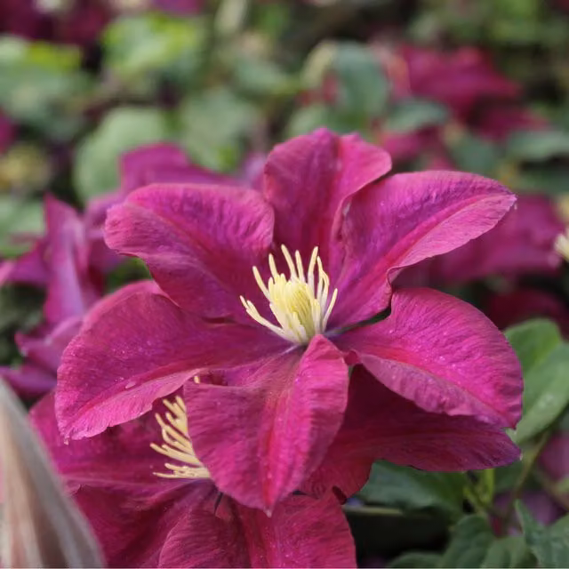 Plants By Post Clematis Warsaw Nike Climber with Deep Velvety-Purple and Gold Flowers