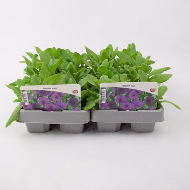 Plants By Post Blue Petunia Bedding Plants, 12 Pack