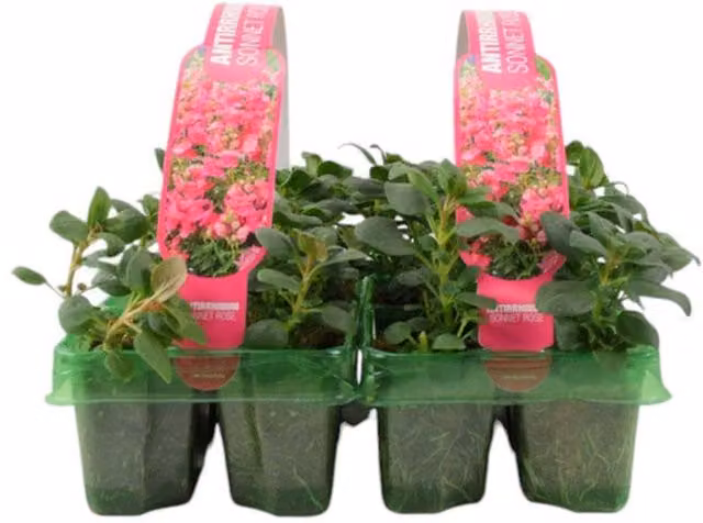 Plants by Post Antirrhinum Rose Snapdragon Bedding Plants, 12 Pack, Rose Pink