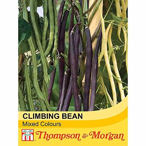 Thompson and Morgan Mixed Climbing Bean Phaseolus vulgaris Seeds, 45 Seeds – 2