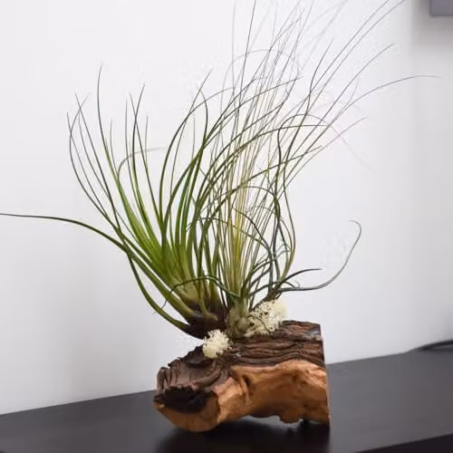 Thompson & Morgan Air Plant on Rustic Green Bog Wood with 3 Plants – 1