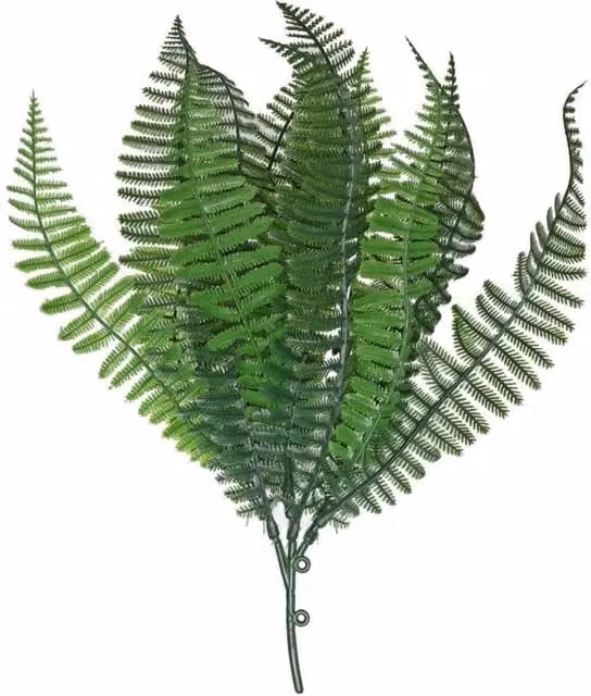 Pack of 2 Green Shady Fern Hanging Plants
