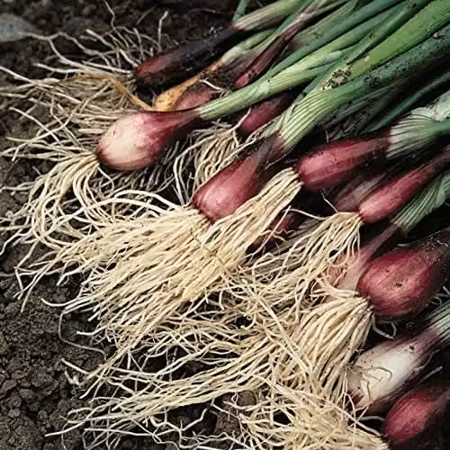 Thompson and Morgan Apache Deep Purple Spring Salad Onion Seeds, Approx. 450 Seeds