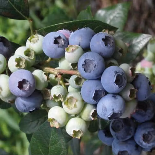 Thompson & Morgan Blueberry Elliot Plant, 2 x 2 Litre Pots, Sweet and Firm Berries, Self-Fertile Fruit Bush for Patio or Border Growing – 2