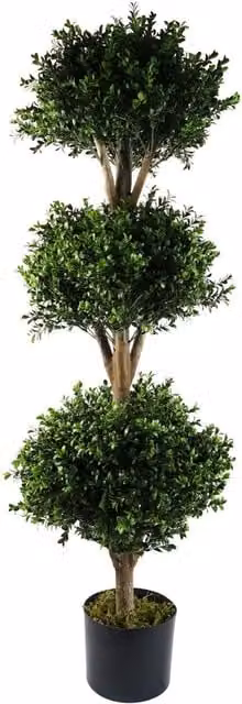 Botanik UK 120cm Triple Ball Buxus Boxwood Tree in Green