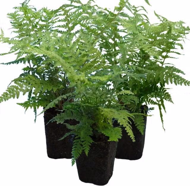 Plants By Post Pack of 3 Shield Fern Polystichum aculeatum Hardy Evergreen Shade Plants, Deep Green, 1L