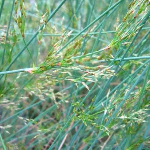 Thompson and Morgan Juncus inflexus Hard Rush, Blue Green Native Aquatic Perennial Pond Plant for Bog Gardens and Water Features