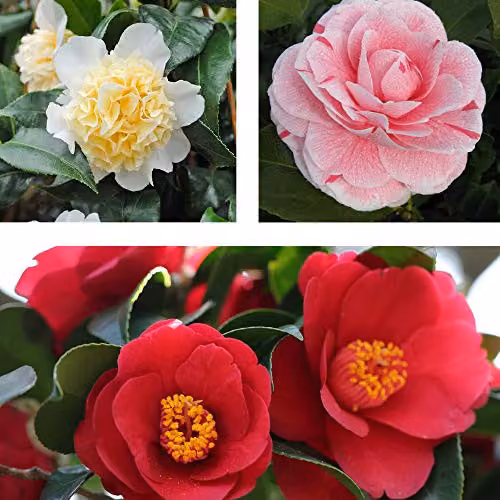 Thompson and Morgan Camellia Japonica Collection Hardy Flowering Ornamental Shrubs, 3 x 9cm Pots
