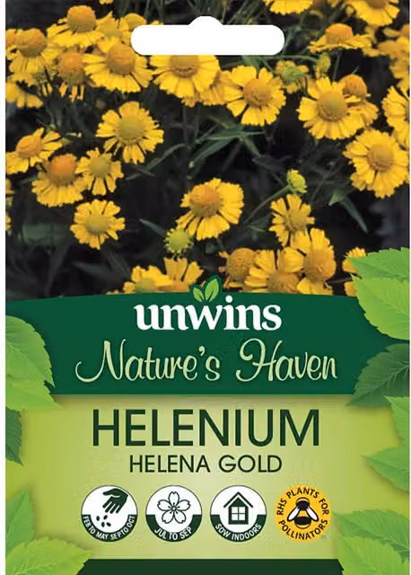 Marshalls Garden Helenium autumnale Helena Gold Yellow Perennial Flower Seeds, 75 seeds