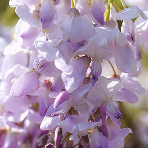 Thompson and Morgan Wisteria sinensis Hardy Scented Climbing Shrub Tree, Purple, 2 Litre Potted Plant – 2