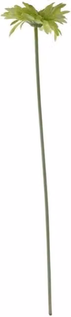 KDMD Essential Green Gerbera 10 Pack