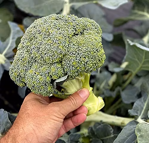 Thompson and Morgan Blue Finn Broccoli Vegetable Seeds – 3
