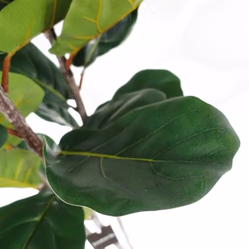 Botanik UK Premium Green Artificial Fiddle Fig Tree, Height: 180 cm – 5