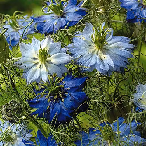 Thompson and Morgan Nigella damascena Moody Blues Love-in-a-Mist Hardy Annual Flower Seeds, 200 Seeds, Blue