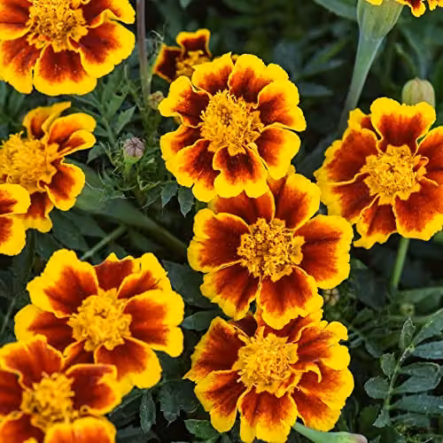 Thompson and Morgan French Marigold Single Legion of Honour Tagetes patula Heirloom Variety Flower Seeds, 100 Seeds per Packet – 3