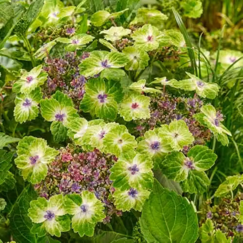 Thompson & Morgan Hydrangea Teller Green Dream Blue Ornamental Shrub in 14cm Pot – 2