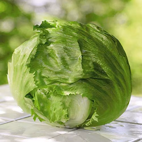Thompson and Morgan Lettuce Webbs Wonderful Seeds, Iceberg/Crisphead Variety, 1000 Seeds – 2