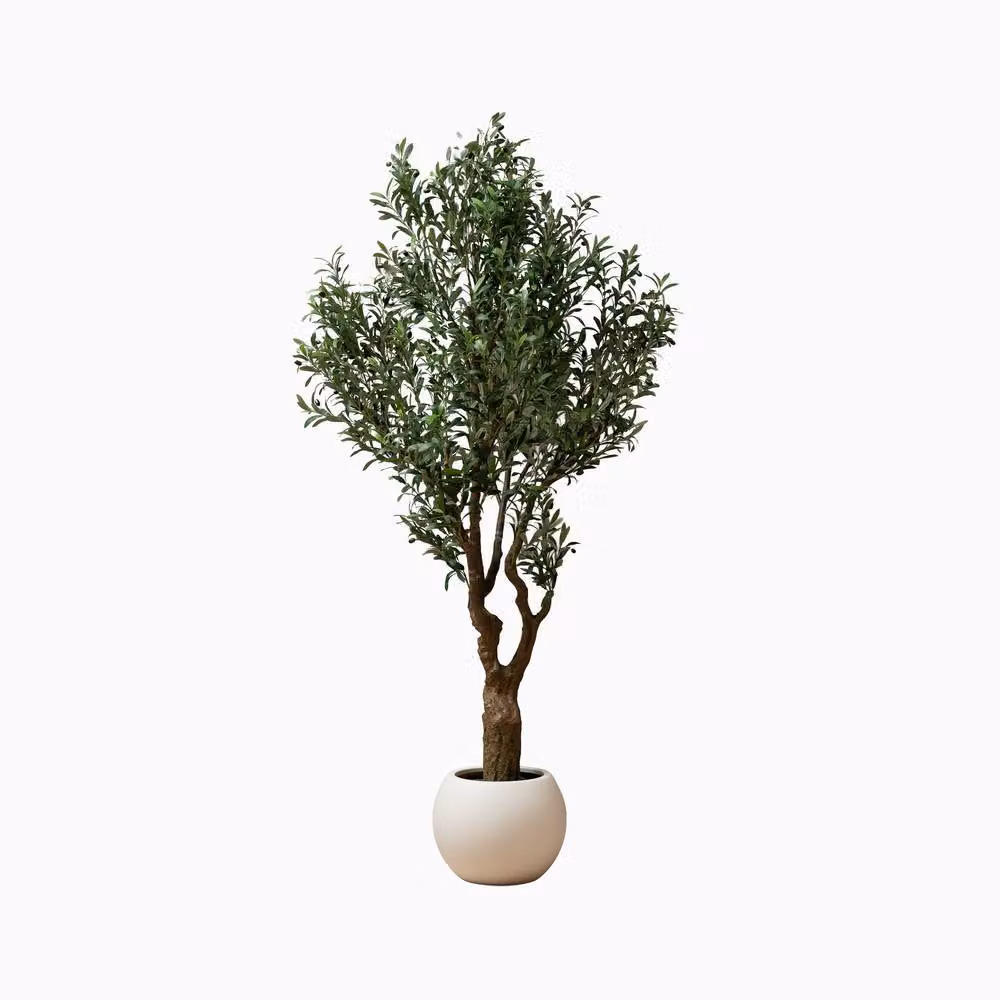 Scottish Everlastings Ltd 230 cm Green Mediterranean Olive Tree – 2