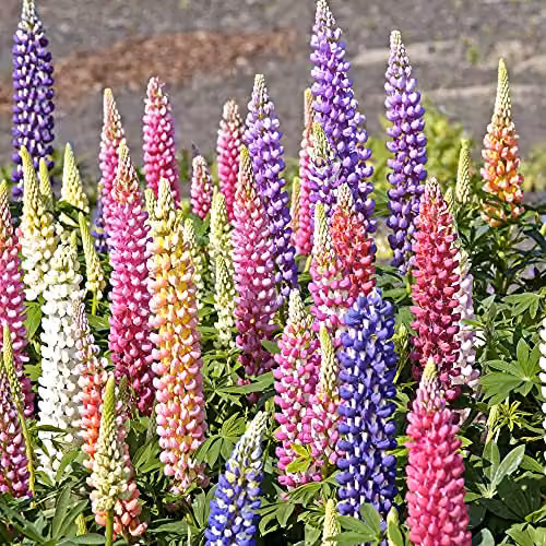 Thompson and Morgan Lupin Gallery Mix Hardy Perennial Flowering Garden Plants, Multicolour, 3 x 9cm Pots