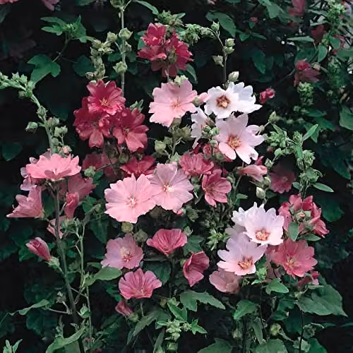 Thompson and Morgan Lavatera x clementii Burgundy Wine Tree Mallow Ornamental Shrub with Deep Pink Blooms, 3 Litre Pot