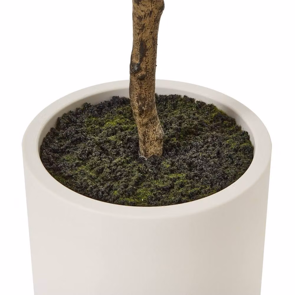 Lemon Pavilion Apulia Olive Tree in Green Pot, Height: 180 cm – 4