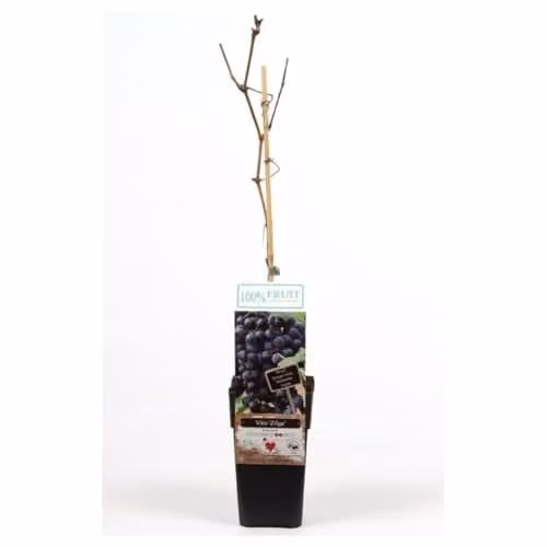 Thompson & Morgan Zilga Grape Vine, 2 x 15cm Potted Plants for Homegrown Fruit or Wine-Making