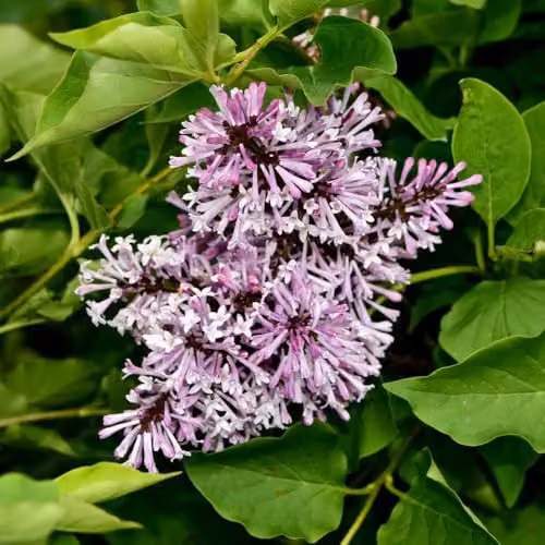 Thompson and Morgan Syringa Duo Collection Lilac Ornamental Shrubs in 9cm Pots – 4