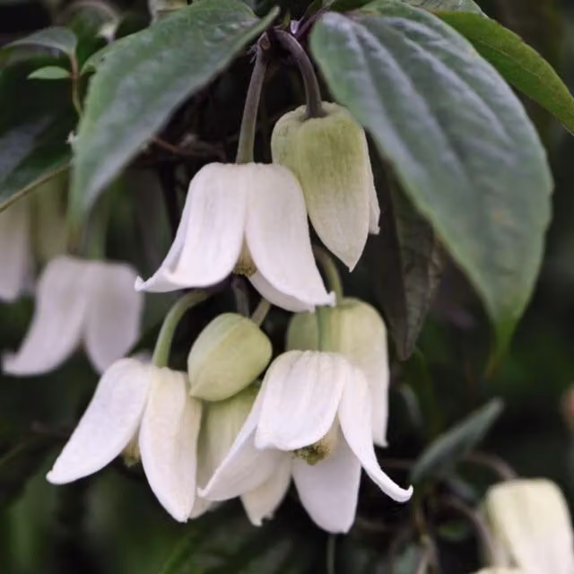 Thompson & Morgan Clematis Winter Beauty White Potted Climber Plant (Pack of 2)