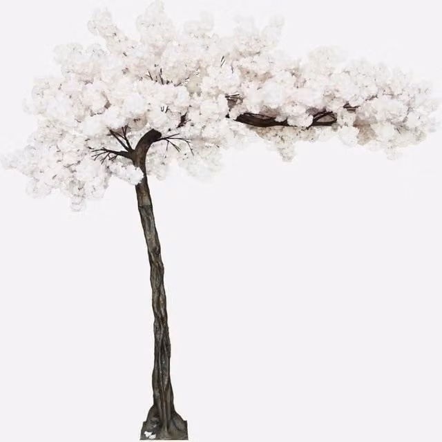 KDMD Pink Cream Blossom Tree with Pink Blossoms, Height: 3.2 m