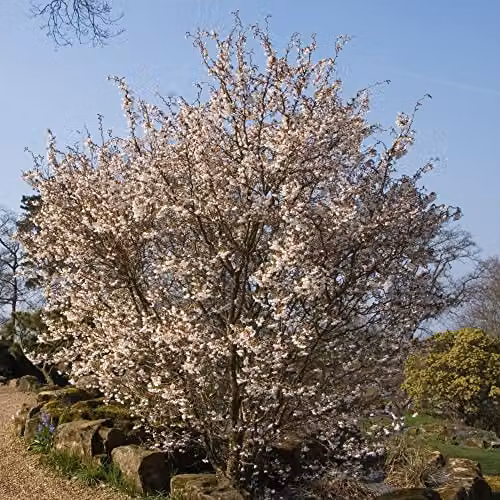 Thompson & Morgan Prunus incisa Kojo-No-Mai Fuji Ornamental Cherry White Spring Blossom Hardy Shrub, 3 x 9cm Potted Plants – 2