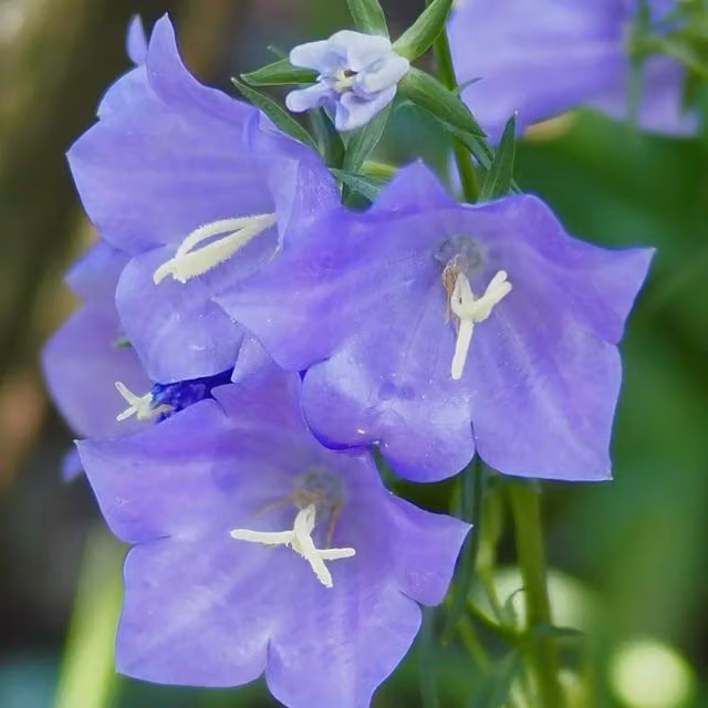 Thompson & Morgan Campanula persicifolia Takion Blue Perennial Garden Plants, Pack of 15