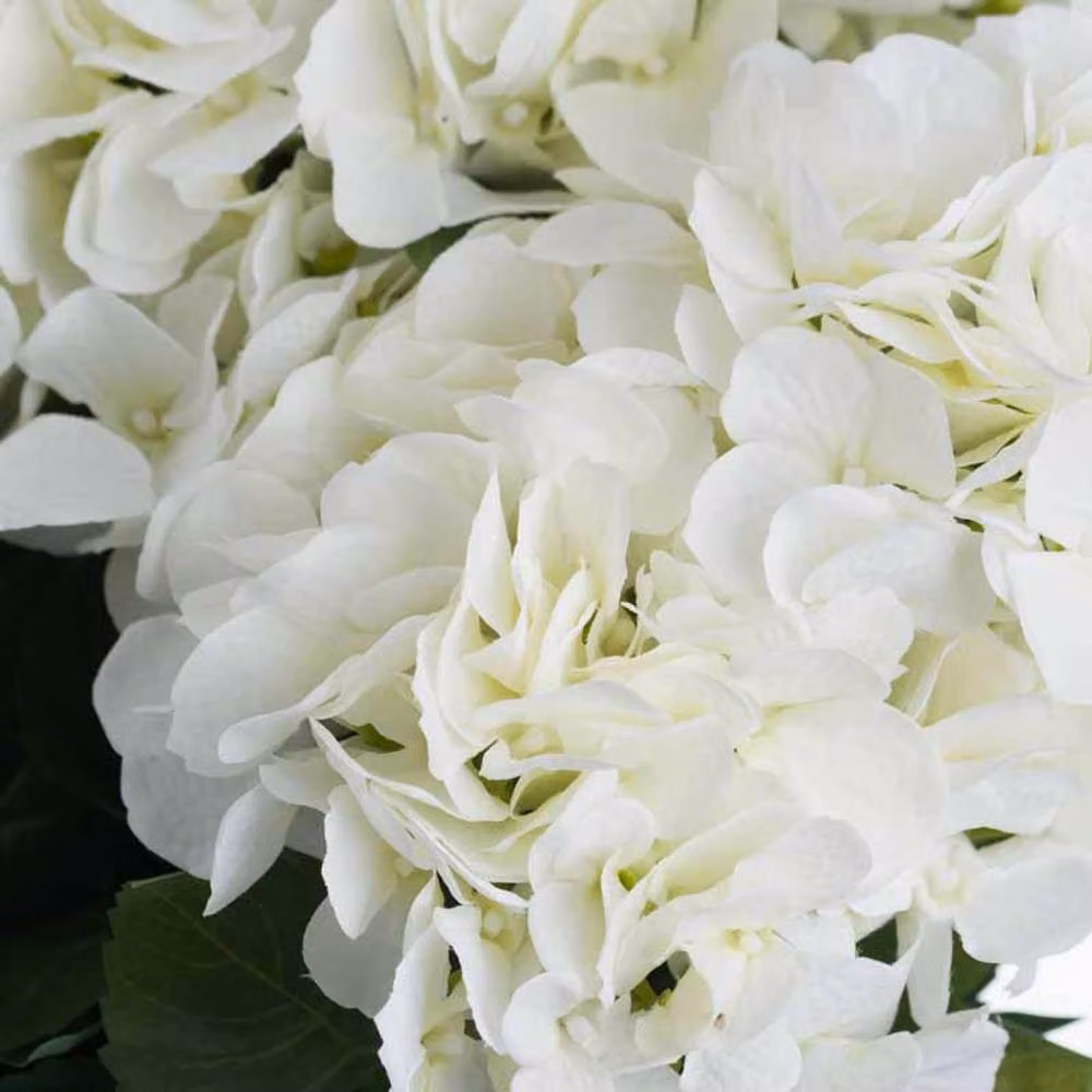 Lemon Pavilion Furniture and Decor White and Beige Artificial Hydrangea Bouquet, W34 x D34 x H54 cm – 4