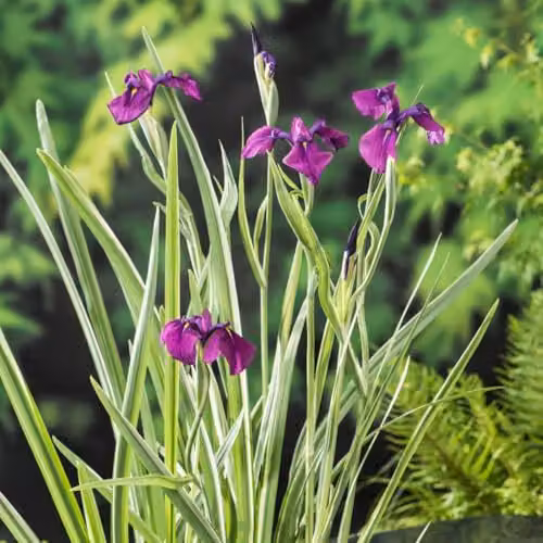 Thompson & Morgan Iris ensata Variegata Japanese Marginal Aquatic Plant, Purple and Green, 9cm Pot – 2