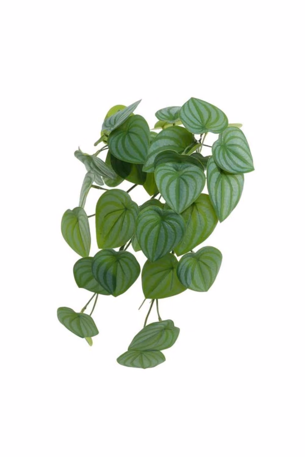 KDMD Trailing Scindapsus Houseplant, Green, 40cm – 2