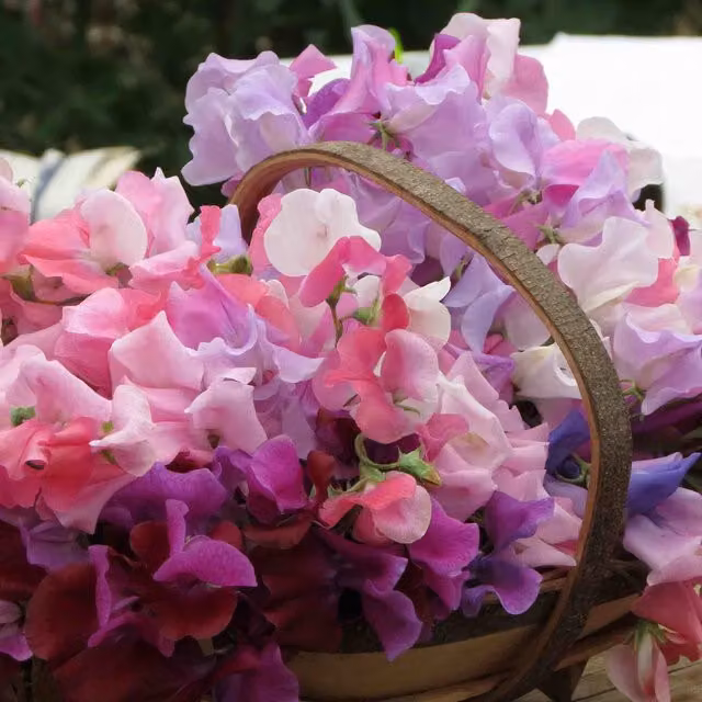 Unwins Bubblegum Mix Sweet Pea Flower Seeds, Multicolour Climber