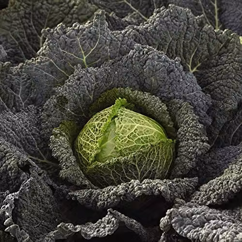 Thompson and Morgan Savoy Cabbage Cordesa Autumn Variety Green Vegetable Seeds, 20 Seeds per Packet