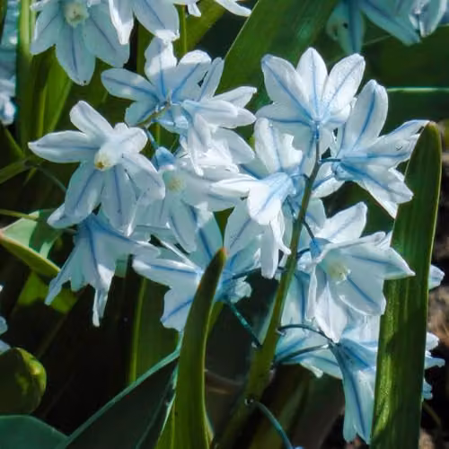 YouGarden Puschkinia libanotica Spring Flower Bulbs, 60 Bulbs, Blue, White and Multicolour – 6
