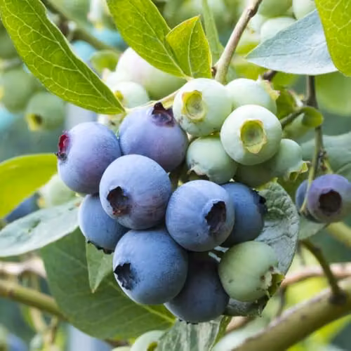 Thompson & Morgan Blueberry Patriot Potted Fruit Bush, 2 Litre Pot