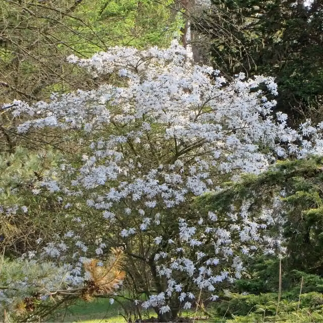 Marshalls Garden Magnolia Stellata Royal Star White Deciduous Spring Flowering Ornamental Tree