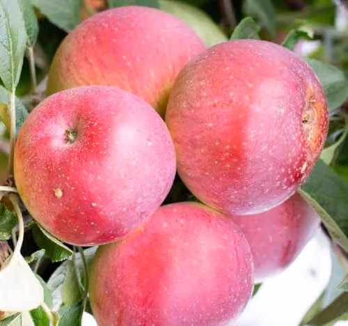 Direct Plants Tydemans Early Worcester Apple Fruit Tree, 183 cm Tall, 12 Litre Pot